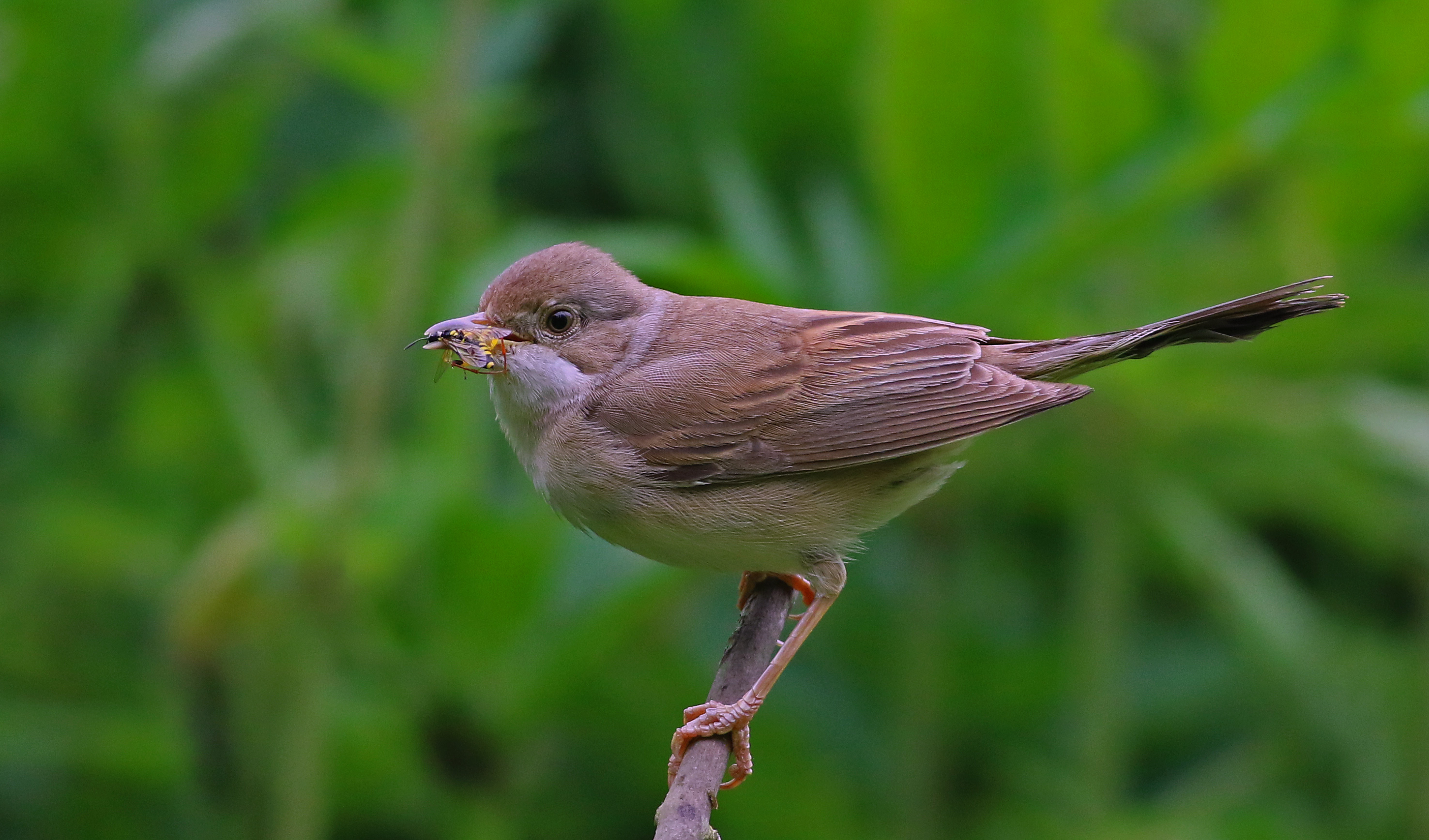 Greater Whitethroat